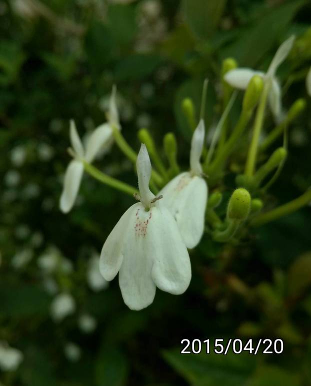 白鶴靈芝的白色花、Rhinacanthus nasutus、snake jasmine